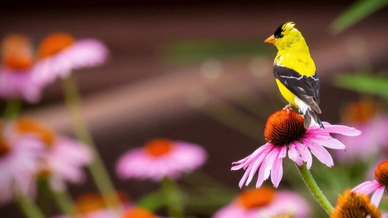 What It Really Means When Goldfinches Swarm Your North Carolina Yard In Late Summer