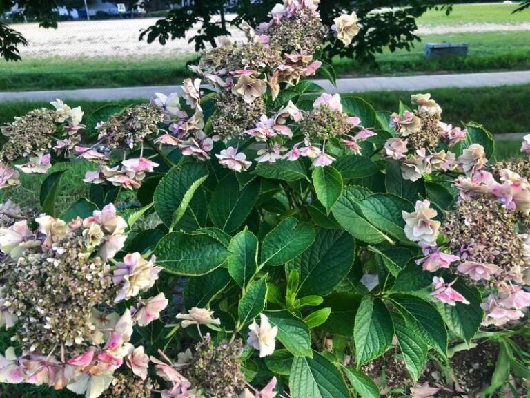 8 Proven Ways To Bring Weak, Wilted Hydrangeas Roaring Back This Season