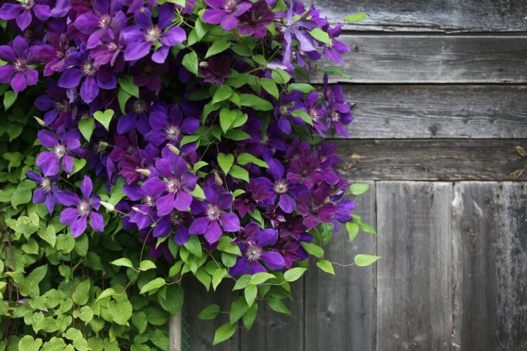 How And When To Feed Your Clematis For The Biggest, Most Colorful Flowers You’ve Ever Seen