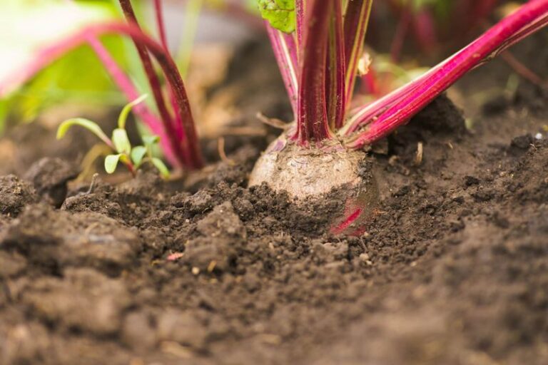 The One Thing North Carolina Beets Need When You Seed Them In August Or They Turn Woody And Bitter