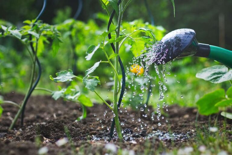Water Your Tomatoes This One Way For Healthier Plants and Better Fruit