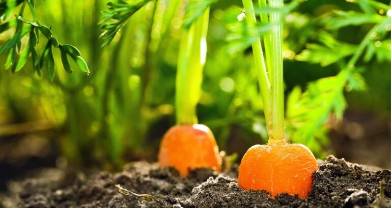 The One Thing North Carolina Fall Carrots Need When You Seed Them Now Or The Roots Come Out Stunted