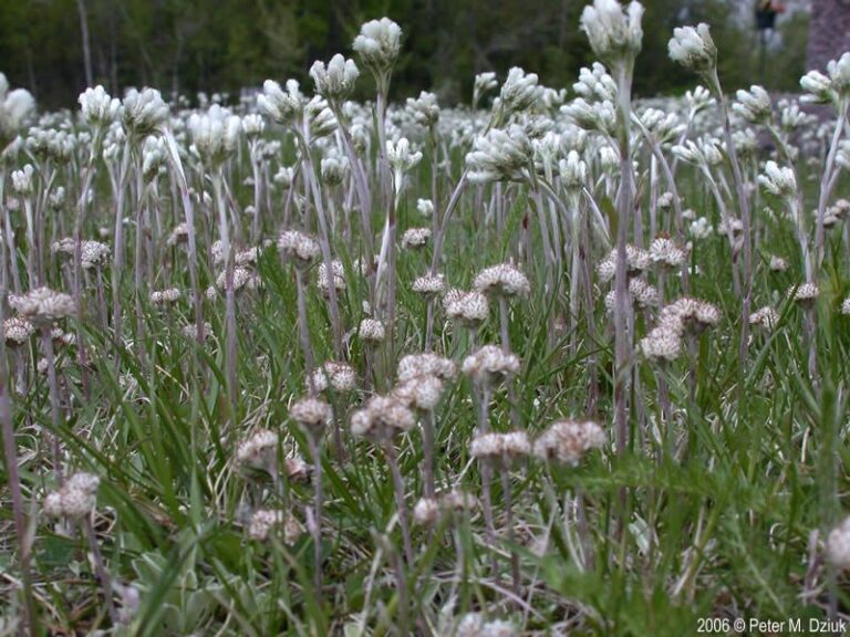 Plantain-Leaved Pussytoes: A Low Silver-Gray North Carolina Native for Sunny, Well-Drained Borders Where Lamb’s Ear Struggles