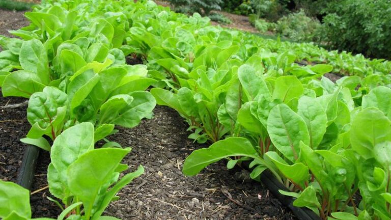 If Your Fall Beets Grow Lush Tops But Almost No Root Below, One Feeding Habit Is Worth Checking