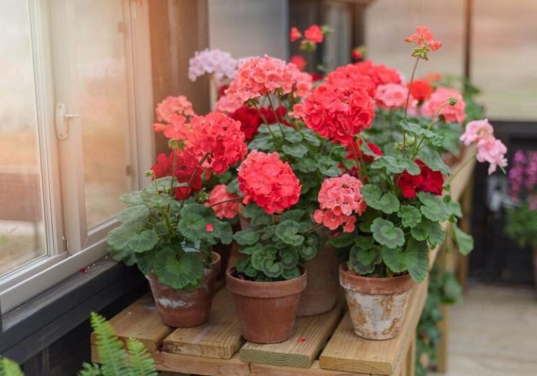 If Your Geraniums Overwinter Indoors, Here Are 13 Moves That Keep Them Alive Until Spring