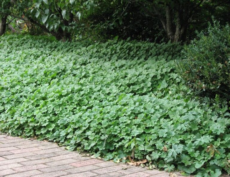 If Weeds Keep Taking Over Your Beds, Here Are 12 Ground-Hugging Plants That Crowd Them Out