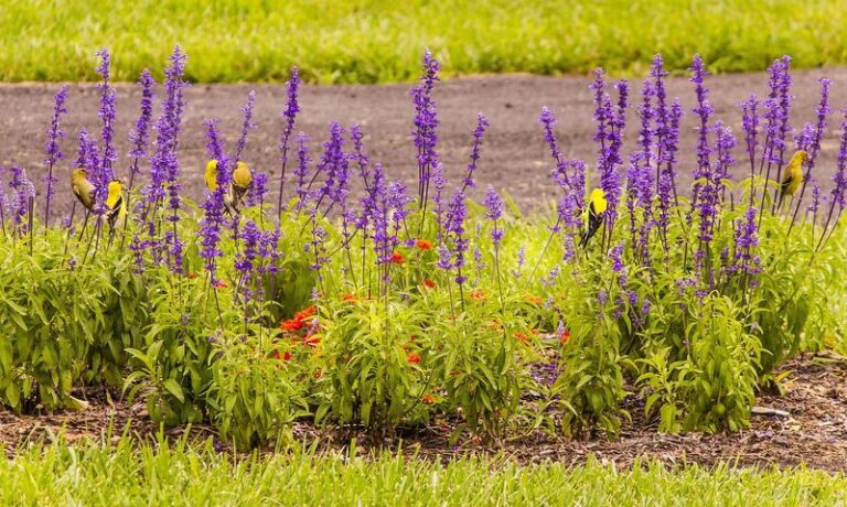 9 North Carolina Native Plants That Keep Goldfinches At Your Feeders From Now Through The First Frost