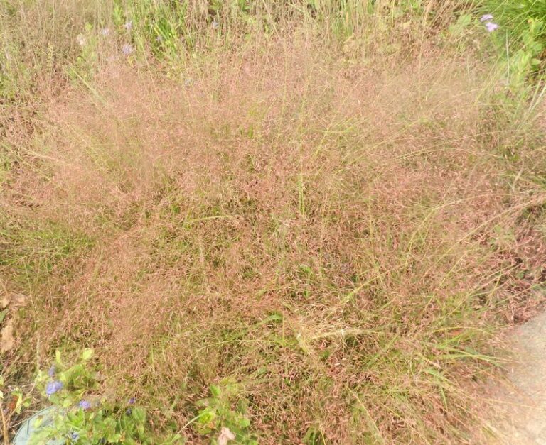 The Most Underrated North Carolina Native Grass That Softens A Bare Patio Edge Without Ever Asking For Extra Water