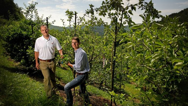 8 North Carolina Fruit Trees You Plant Once And Pick From For Decades Afterward