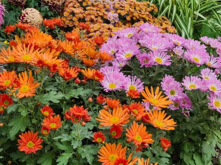 If Your Beds Look Bare And You’re On A Budget, Here Are 17 Cheap Flowers That Bloom Nonstop Through Fall