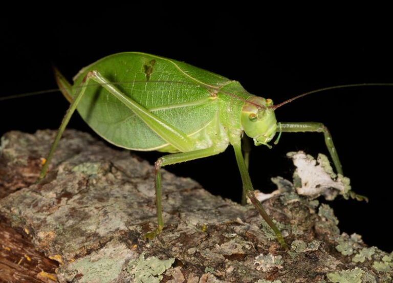 What It Really Means When You Hear Katydids Calling In Your North Carolina Trees Every August Night
