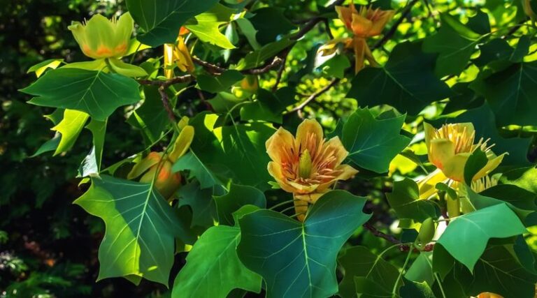 A North Carolina Native Shade Tree That Earns Its Place in a Pollinator Yard