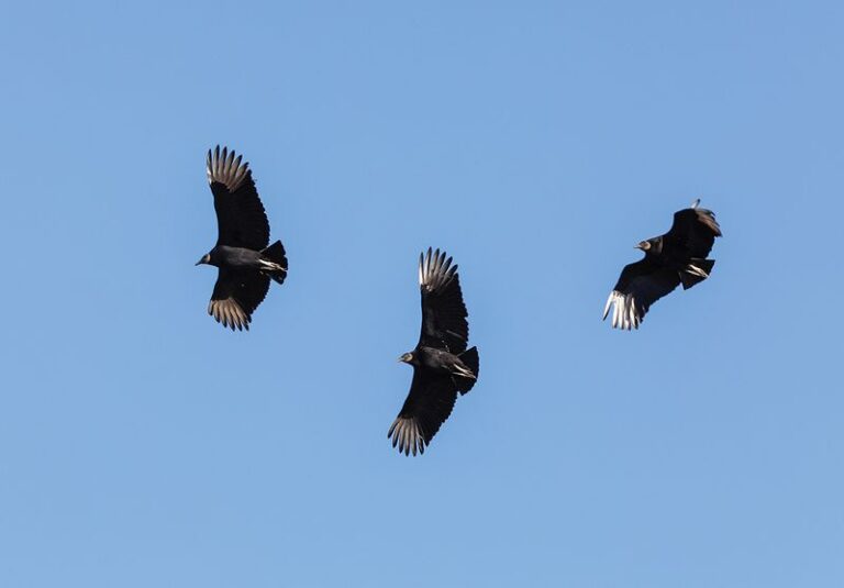 If You Think Vultures Are Just Creepy Scavengers, Here’s The Hidden Job They’re Doing In Your Backyard