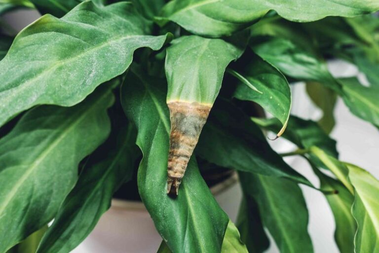 If Your Peace Lily Leaves Turn Black Instead Of The Usual Brown, Here’s The Root Habit Quietly Causing It
