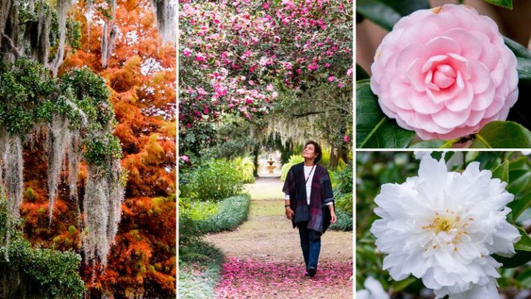 The One Thing North Carolina Camellias Need In Late Summer Or The Fall And Winter Blooms Never Come