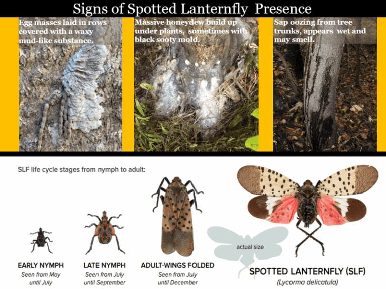 The Early Signs Of Spotted Lanternfly North Carolina Homeowners Spot In The Yard Before The Bug Itself