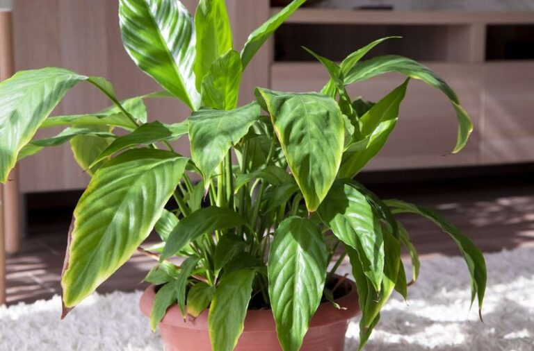 If Your Peace Lily Grows Glossy Green Leaves But Never Sends Up A Single Bloom, You’re Feeding The Wrong Part