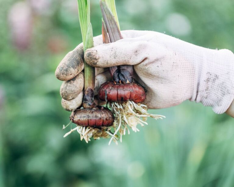 The One Thing North Carolina Gladiolus Corms Need Before The First Frost Or Next Summer’s Show Never Comes