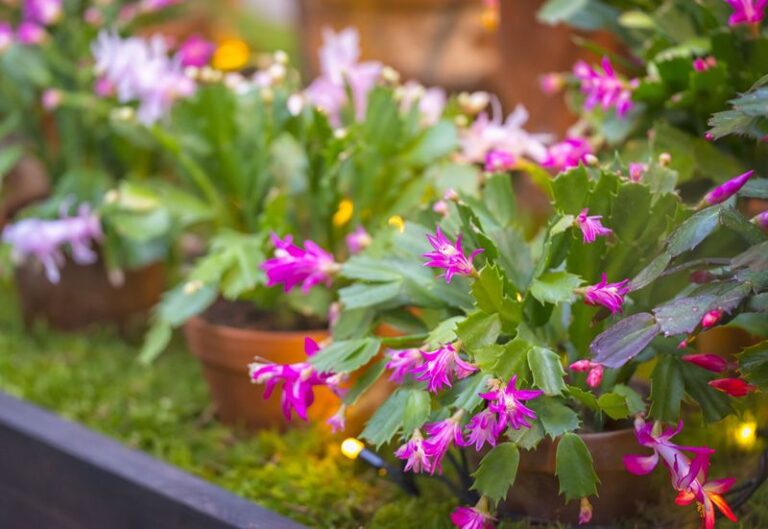 How To Keep Your Christmas Cactus Healthy Through Summer and Give It the Best Chance of Producing More Buds