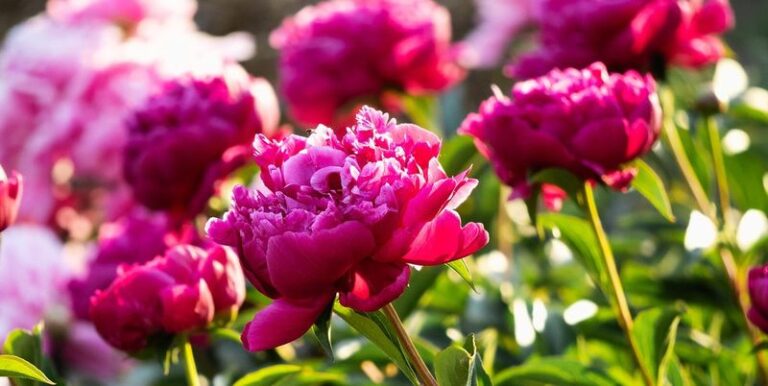 If Your Peonies Just Finished Blooming, Here Are 13 Moves Now That Decide Next Year’s Flowers