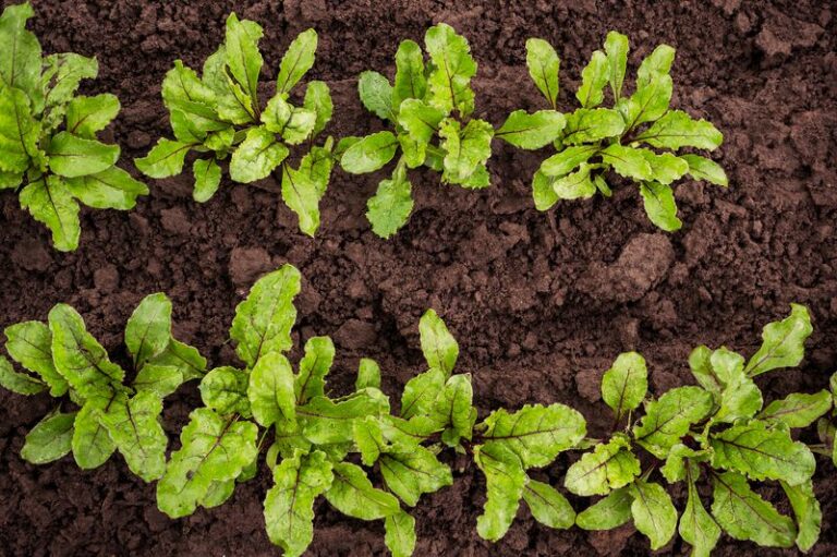 If Your Fall Beets Grow Tall Leafy Greens But Only Stringy Marble-Sized Roots, Crowded Seedlings May Be the Reason