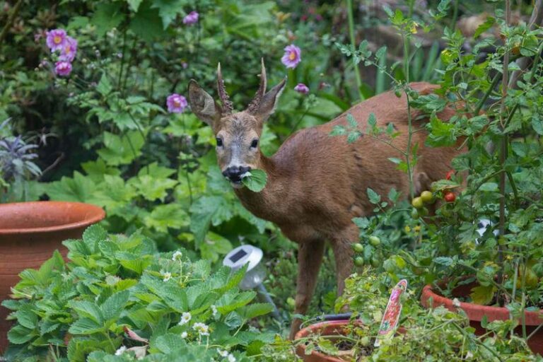 If Deer Keep Grazing Your Fall Garden Down To Stubs, These Strong-Smelling Plants Turn Them Away