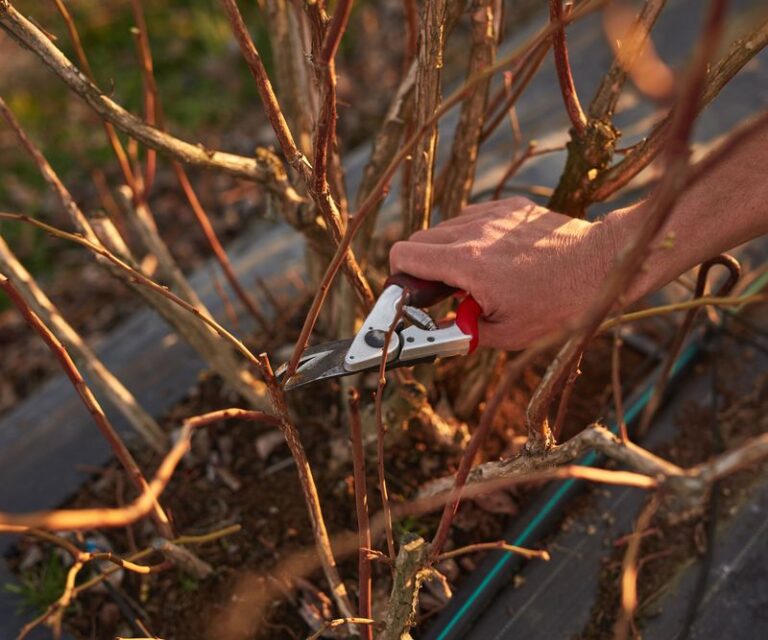 What North Carolina Blueberries Often Need In Late Winter To Improve Crop Balance And Berry Size