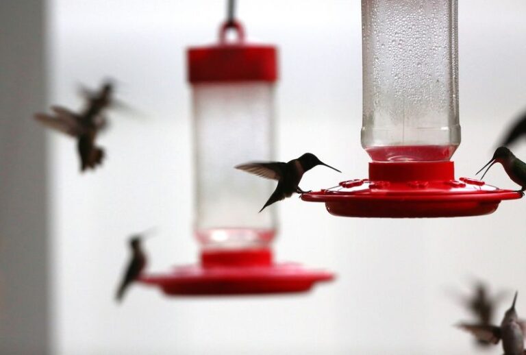 Why Hummingbirds Suddenly Stop Coming Around – And The Surprising Details Driving Them Off