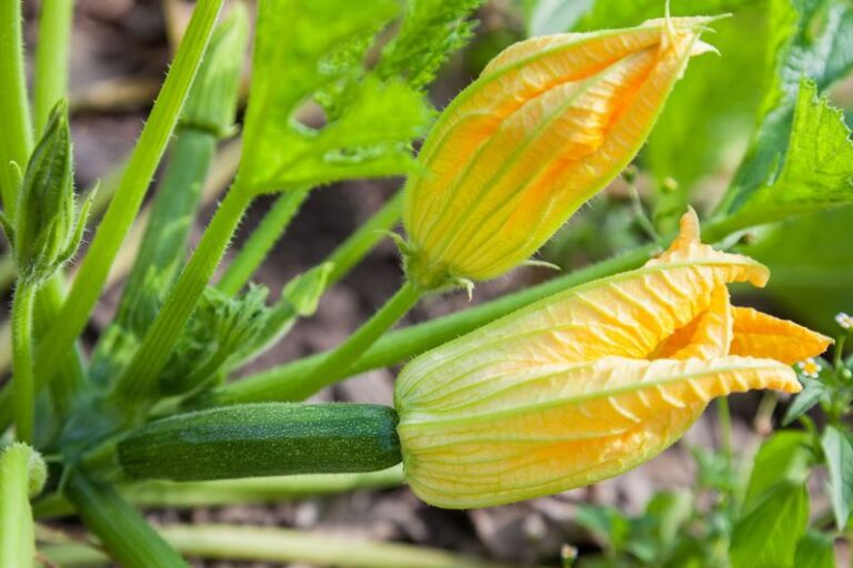 If Your Zucchini Keeps Blooming But Never Sets Fruit, Here Are 13 Reasons And The Fix For Each