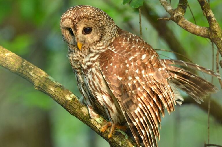 What It Really Means When A Barred Owl Starts Calling From The Trees Around Your North Carolina Yard
