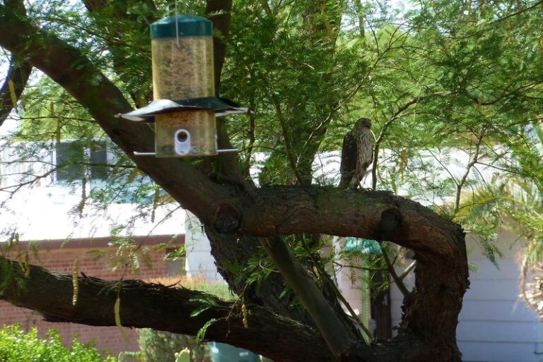 What To Do And What To Leave Alone When A Hawk Starts Hunting Your North Carolina Feeder Birds