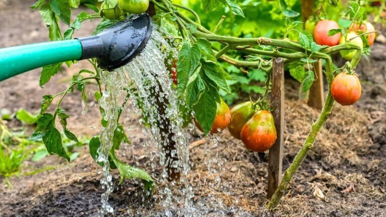 If Your Tomatoes Split And Crack Right As They Ripen, Here Are 13 Watering Fixes That Stop It