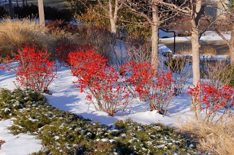 The North Carolina Native Berry Shrub You Plant Once That Feeds Cedar Waxwings And Robins Every Winter For Decades