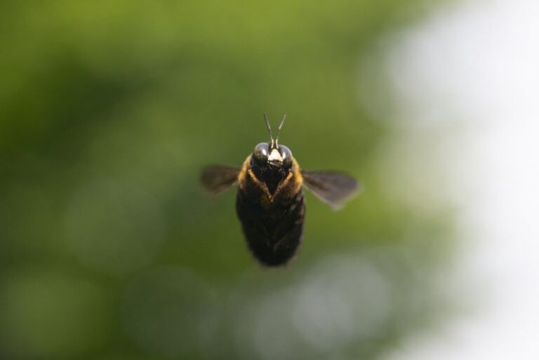 What It Really Means When A Carpenter Bee Keeps Hovering Around Your North Carolina Yard