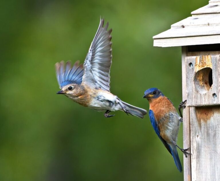 If These 18 Birds Show Up In Your Backyard, You’re Doing Everything Right