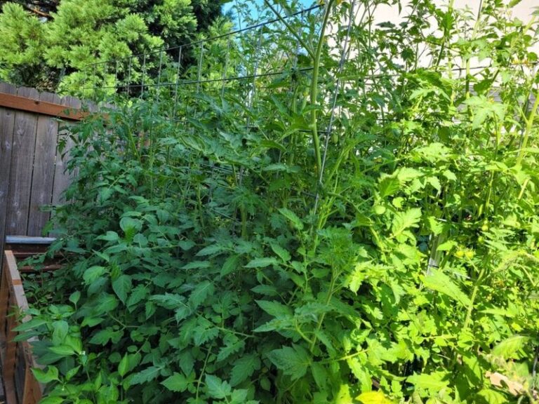 16 Reasons Your Tomato Plants Grow Nothing But Leaves (And How To Force Them To Set Fruit)