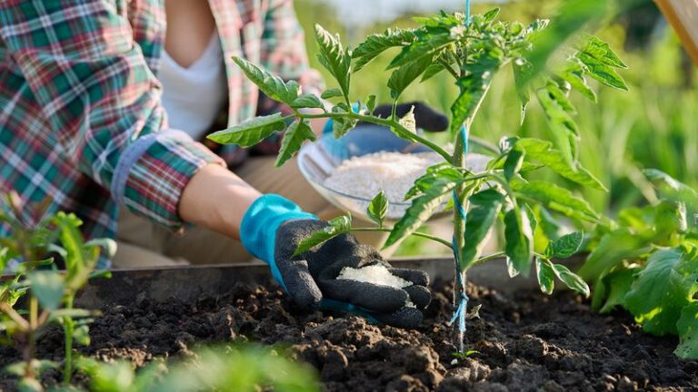 8 Ways To Use Epsom Salt On Tomatoes That Truly Help—And 7 That Quietly Backfire