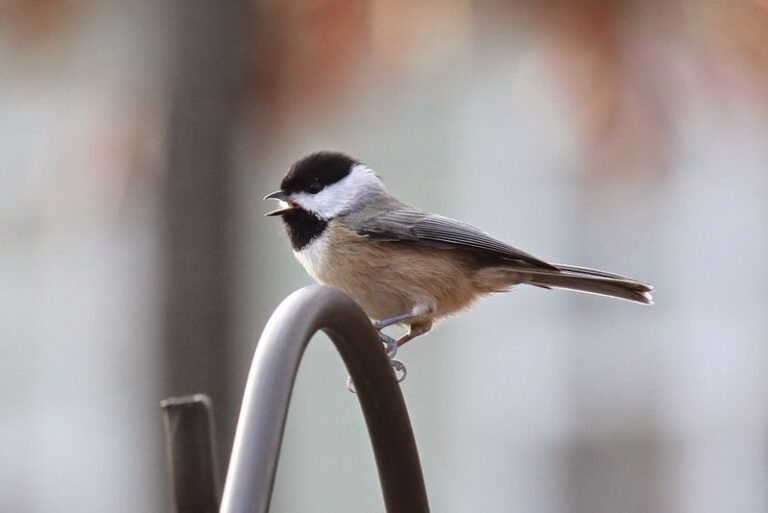 If These 18 Birds Keep Visiting Your Backyard, You’re Doing Something Right