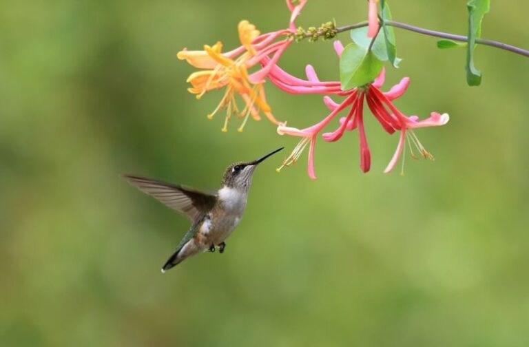If These 14 Flowers Fill Your North Carolina Yard, Hummingbirds Show Up All Season Long