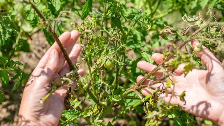 7 Everyday Habits That Are Secretly Slowing Down Your Tomato Plants Right Now