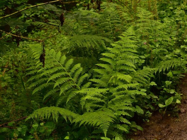 The North Carolina Native Fern You Plant Once That Carpets Bare Shade And Reduces Weeds For Years
