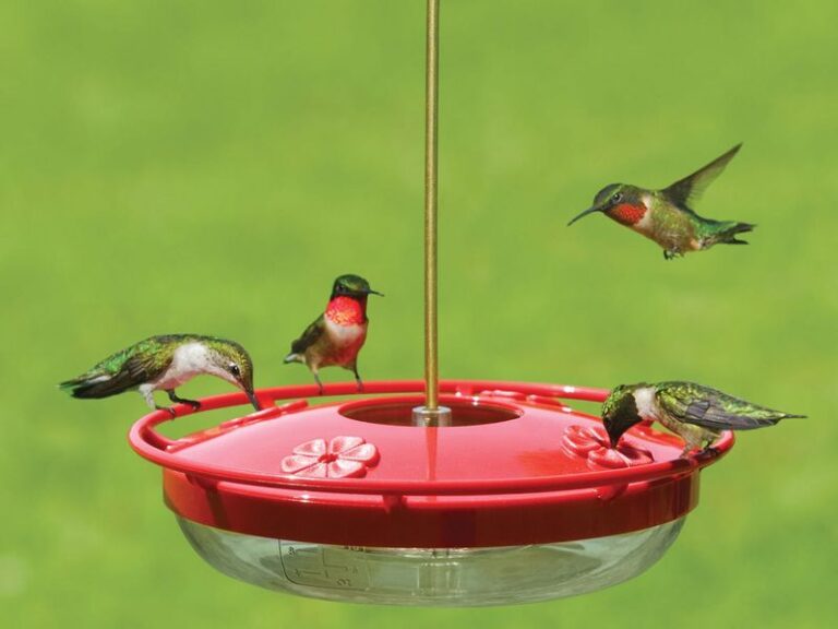 If Hummingbirds Barely Notice Your Feeder, Here Are 15 Reasons A Saucer-Shaped One Wins Them Over