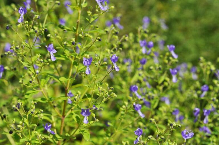 6 Purple North Carolina Natives That Hold Their Color Through Late Summer Heat When Everything Else Fades