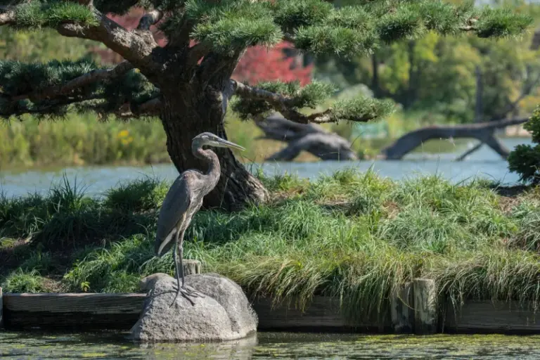 What It Really Means When A Great Blue Heron Keeps Landing In Your North Carolina Yard