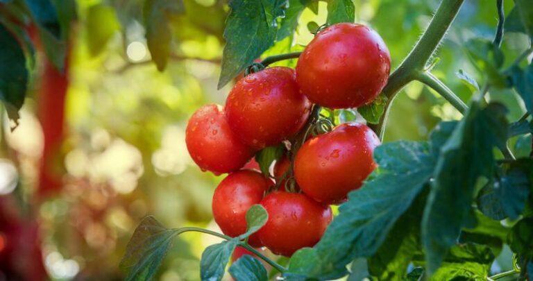 The One Thing North Carolina Tomatoes Need In Late Summer Heat Or They Stop Setting Fruit Entirely