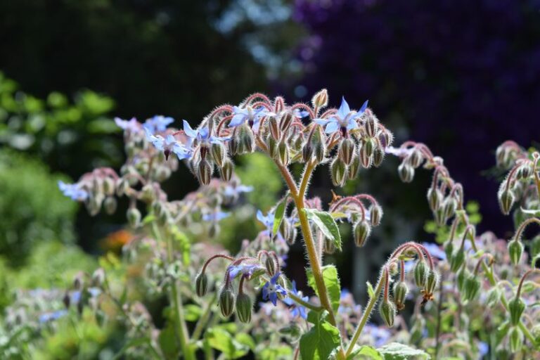 8 Reasons You Should Grow Borage In Your North Carolina Front Yard, Not Just The Veggie Patch