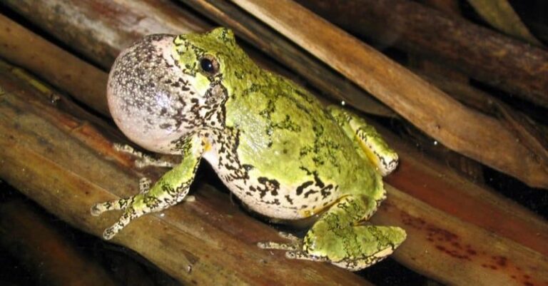 What It Really Means When A Gray Treefrog Starts Calling From Around Your North Carolina Yard