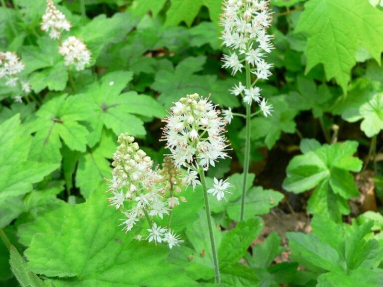 The North Carolina Native Ground Covers That Line A Walkway Better Than Liriope And Feed Wildlife Too