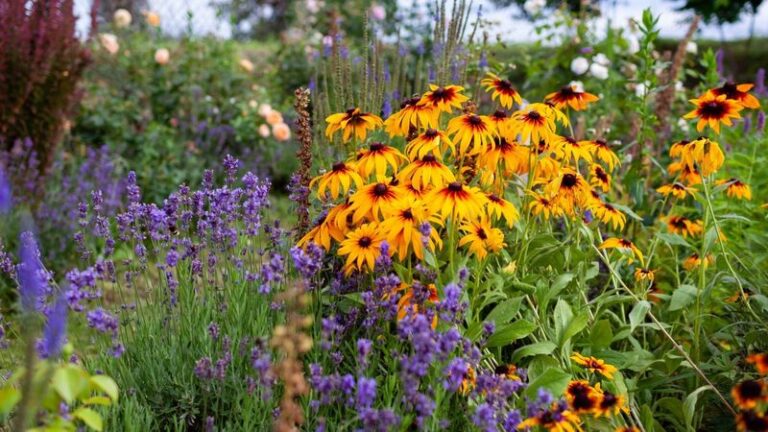 If You Want Blooms That Last Half The Summer, Here Are 18 Perennials That Flower For 3 Months Straight