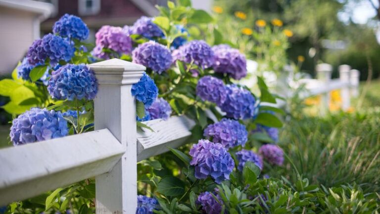 If Your Hydrangeas Look Tired And Bloom-Light Right Now, Here Are 15 Easy Habits That Wake Them Back Up